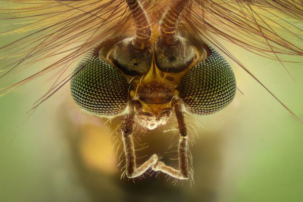 Mosquito Vision: Can Mosquitoes See?