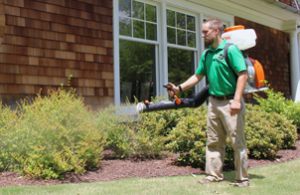 Mosquito Joe of Rochester technician spraying bushes out of a home. 