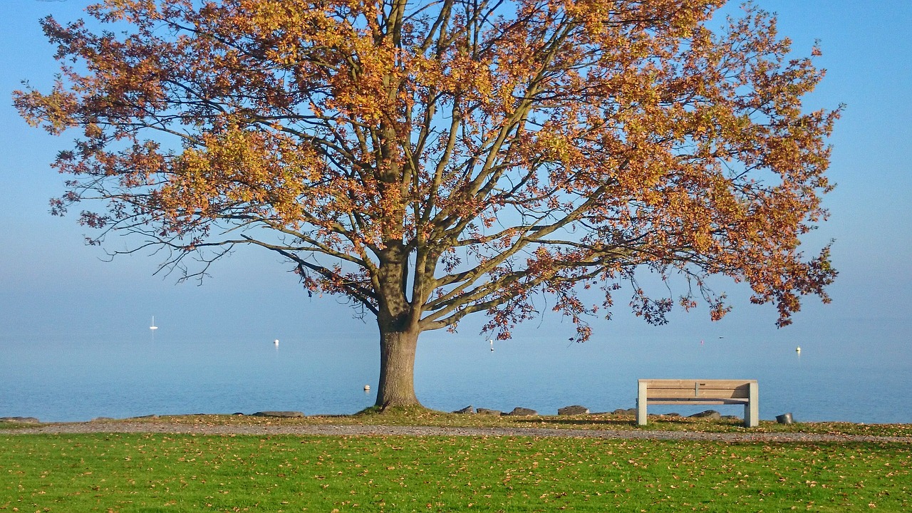 A large tree with orange leaves overlooks a lake with a bench for seating off to the side.
