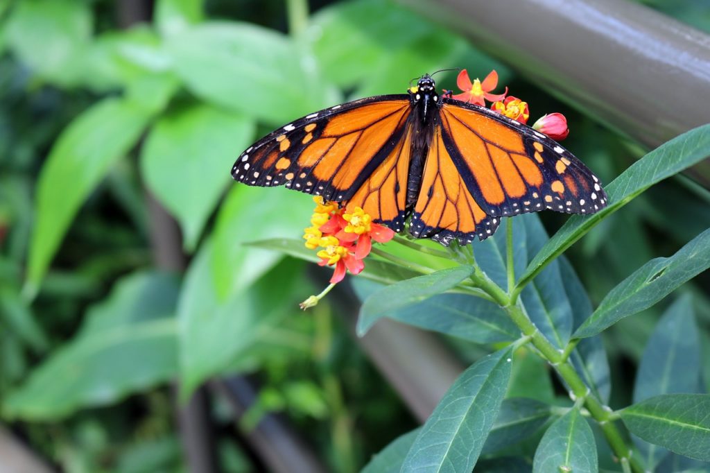 A orange monarch butterfly resting on a leaved stem.
