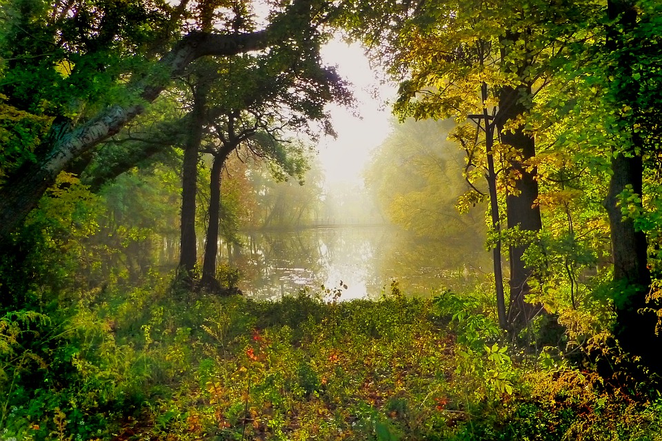 A lush green forrest floor and trees in the foreground, with a misty lake in the background.