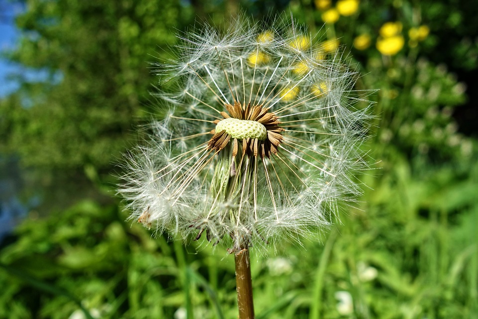 A close up of a dandelion.